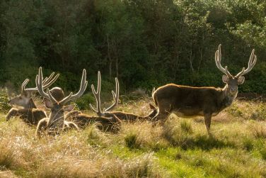 photo Combin Runion / Maurice - Nature & Prestige Ile Maurice