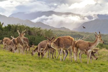photo Combin Runion / Maurice - Nature & Prestige Ile Maurice