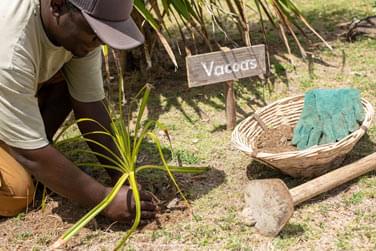plantation traditionnelle sur Rodrigues