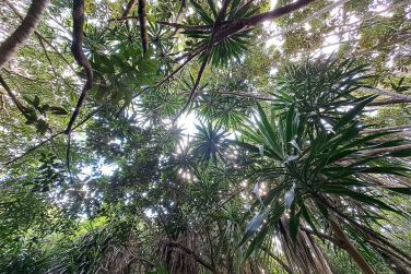 photo Combin Rodrigues / Ile Maurice - Confort et tranquillit Ile Maurice