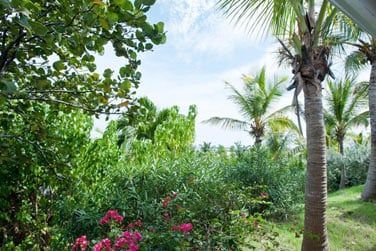 Au coeur de cette vgtation luxuriante