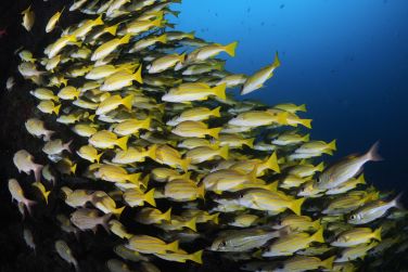 photo Meeru Maldives Resort Island Maldives