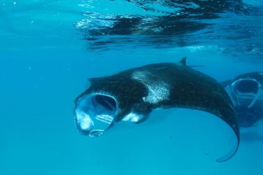 photo Meeru Maldives Resort Island Maldives