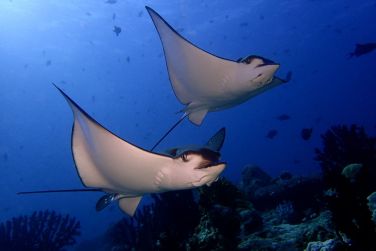 photo Meeru Maldives Resort Island Maldives