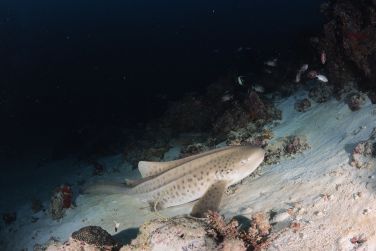 photo Meeru Maldives Resort Island Maldives