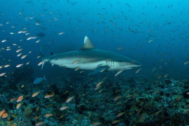 photo Meeru Maldives Resort Island Maldives