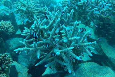 photo Meeru Maldives Resort Island Maldives