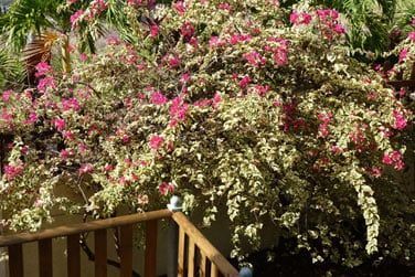 Vous tes entour de vgtation