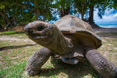 Vous y rencontrerez les tortues gantes d'Anse Svre