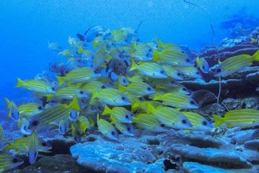 Un vritable aquarium naturel