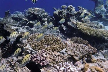 Pour les amateurs de snorkeling, la barrire de corail est accessible par bateau