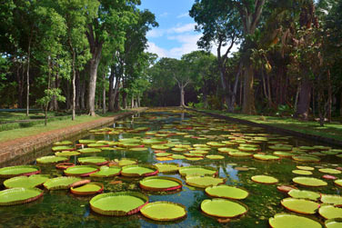 Le jardin Pamplemousse