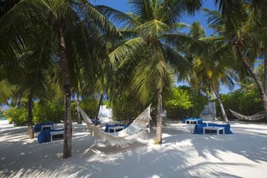 Ou  l'ombre des palmiers...