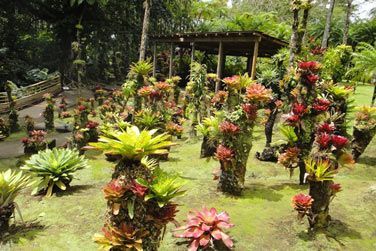 Le jardin de Balata en Martinique