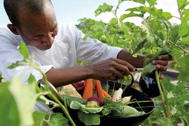 Dans une dmarche de dveloppement durable, le chef,a choisi de se fournir essentiellement: