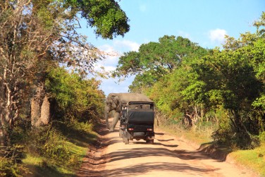 Partez sur les pistes d'un safari dans le parc d'Udawalawe