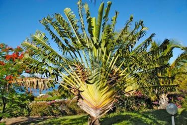 Le jardin tropical de l'Iloha est splendide...