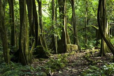 Une vgtation exubrante