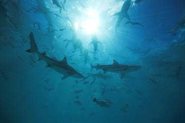 A Rangiroa, la plonge sous-marine est... indispensable !