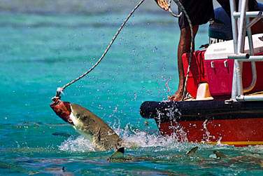 Vous dcouvrirez les superbes requins pointe noire de Rangiroa