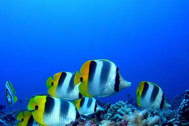 Ne manquez pas l'occasion de plonger, les fonds marins sont sublimes