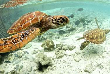 Les tortues du centre cologique