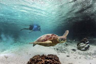 Explorez les fonds marins du lagon de Bora Bora !