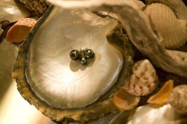 Dcouverte des fameuses perles noires de Polynsie !