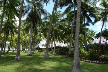 Une vaste palmeraie occupe les jardins de l'htel