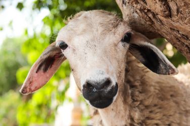 photo C Rodrigues Mourouk Rodrigues