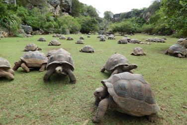 Le parc aux tortues Franois Leguat