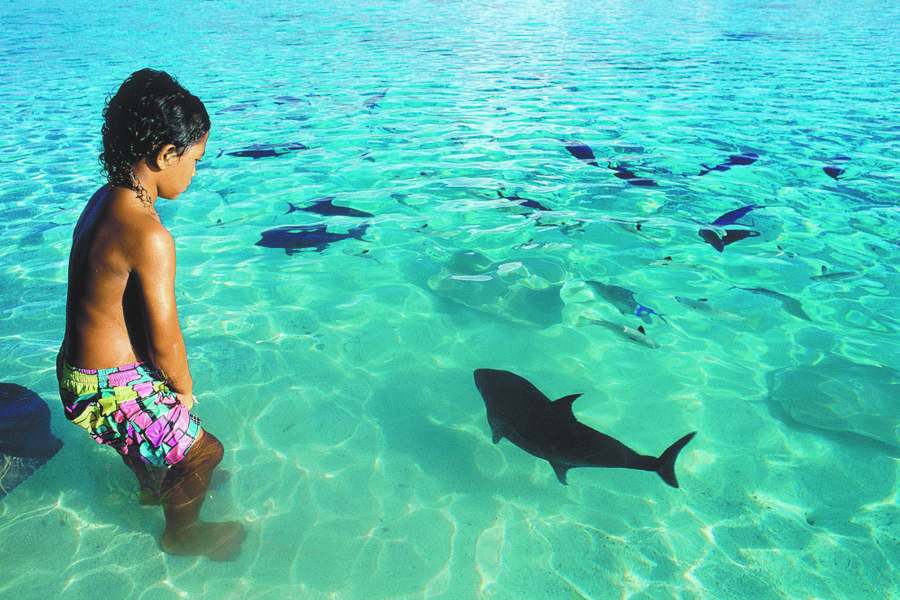 ... Dcouverte des petits requins !