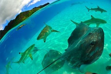 Rencontrez requins, raies et autres poissons multicolores