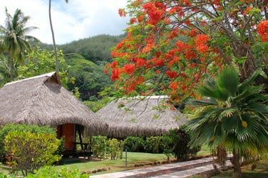 Les flamboyants colorent le paysage