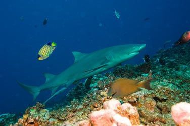 De nombreux sites de plonge vous attendent