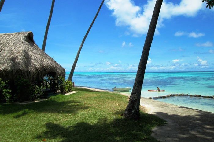 Hibiscus Moorea