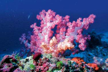 photo Constance Moofushi Maldives Maldives