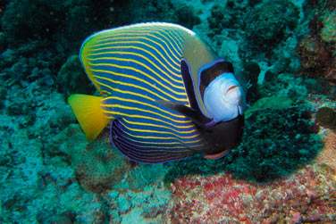 photo Constance Moofushi Maldives Maldives