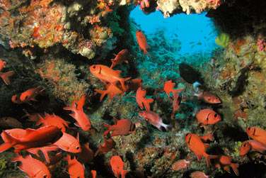 photo Constance Moofushi Maldives Maldives