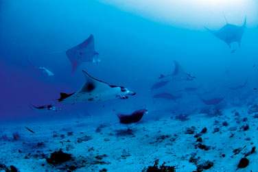 photo Constance Moofushi Maldives Maldives