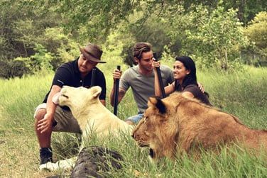 Attraction phare du parc Casela: la marche avec les lions