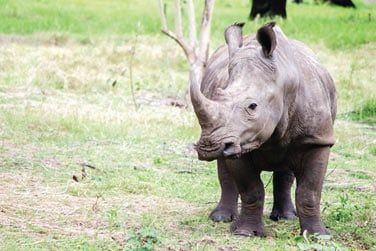 ... et mme des rhinocros !