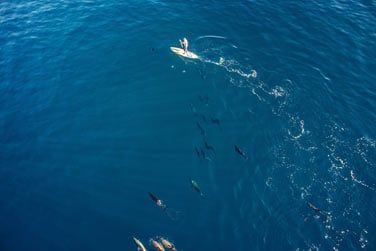 Si vous tes chanceux vous pourrez mme croiser des dauphins !