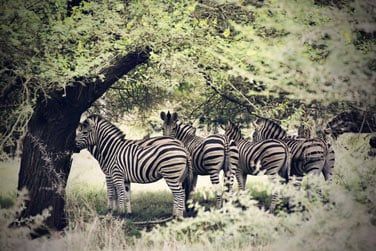 Vous pourrez y observer des zbres...