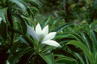 Et son emblme est sa fameuse fleur de Tiare Apetai