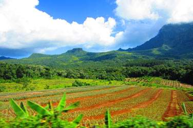 Tout est trs vert et les plantations de fruits y sont omniprsentes !