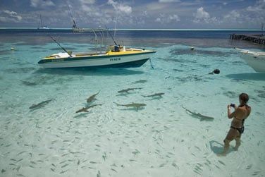 photo Combin 6 les - Polynsie essentielle Polynsie