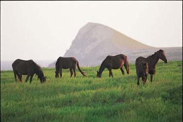 Vous croiserez forcment au dtour d'un chemin ses superbes chevaux sauvages ..