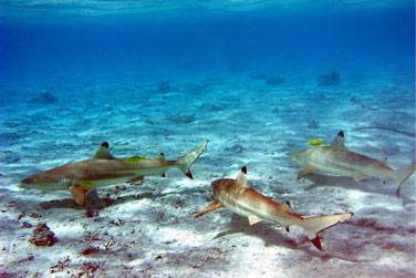 Jetez vous  l'eau .. pour dcouvrir les fonds marins riches et blouissants