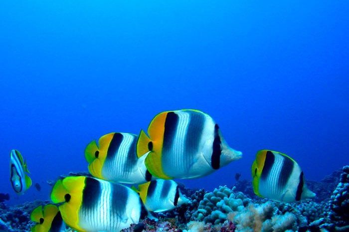 Combiné 6 îles - Passion Plongée